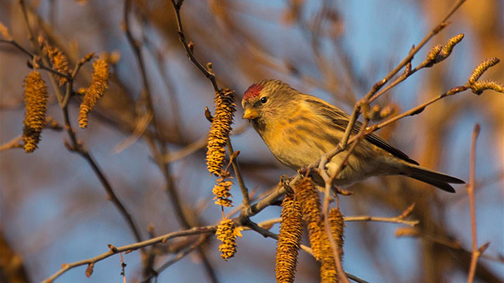 Recent Sightings 8th December 2025