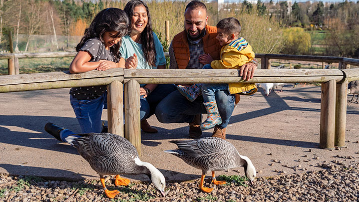 family with emperor goose