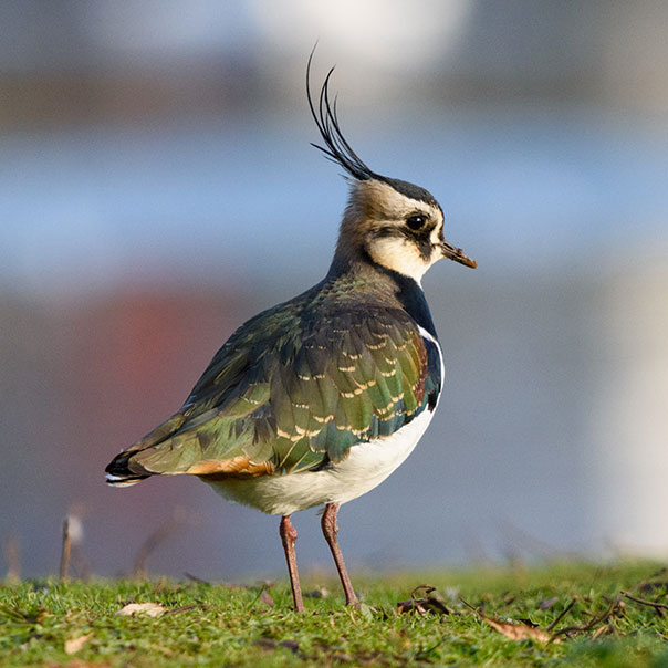 Slimbridge Wetland Centre | WWT