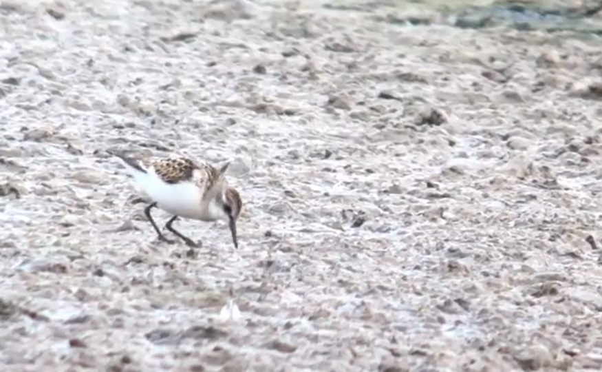 Juvenile Little Stint dropped in