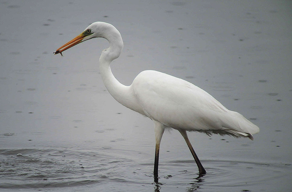 WWT helps win protection for wetland wildlife at Hinkley Point C nuclear power station