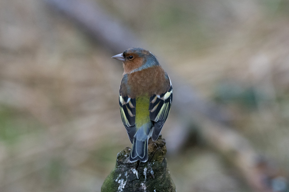 Wildlife Sightings 22/11/2024