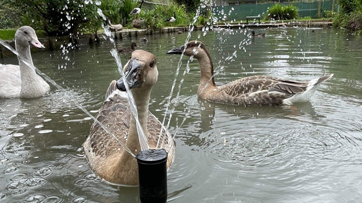Swan Geese in duckery.jpg