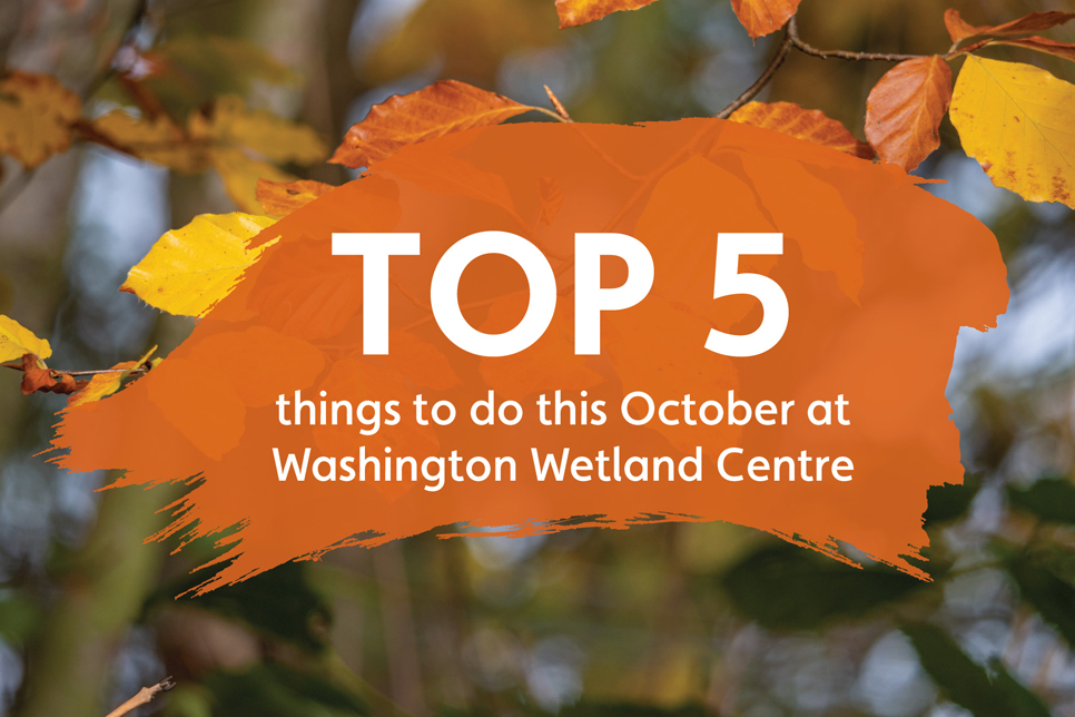Top 5 things to do this October half term
