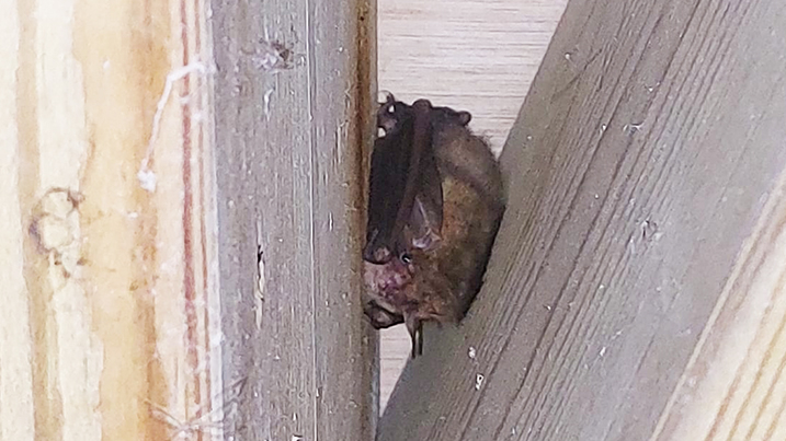 brown long earded bat.jpg