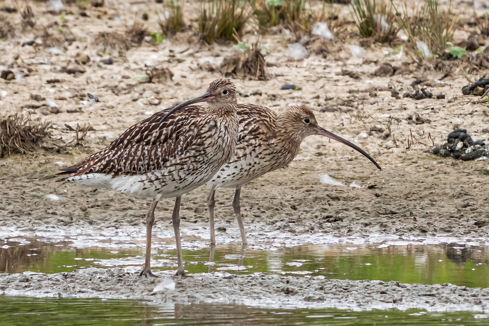 Curlew - May 22 966x644.jpg