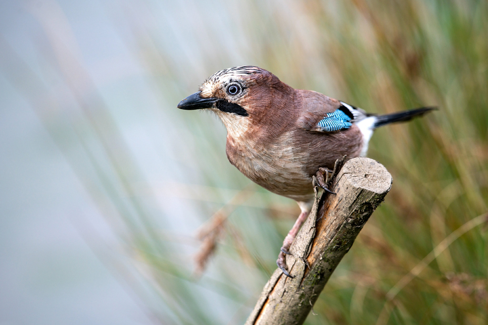 Jay at Wader Lake - Bill Richmond 966x644.jpg