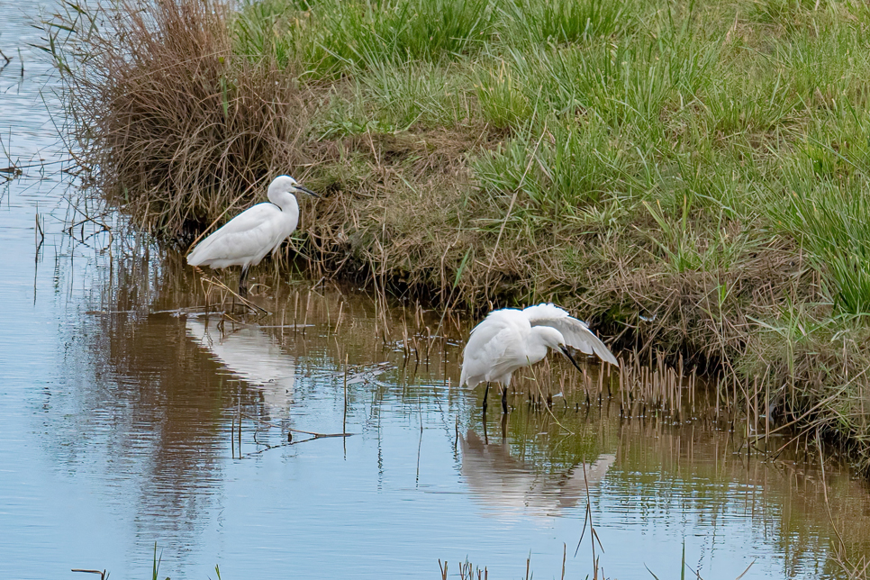 Little egret on saline lagoon - Oct22 3 966x644.jpg