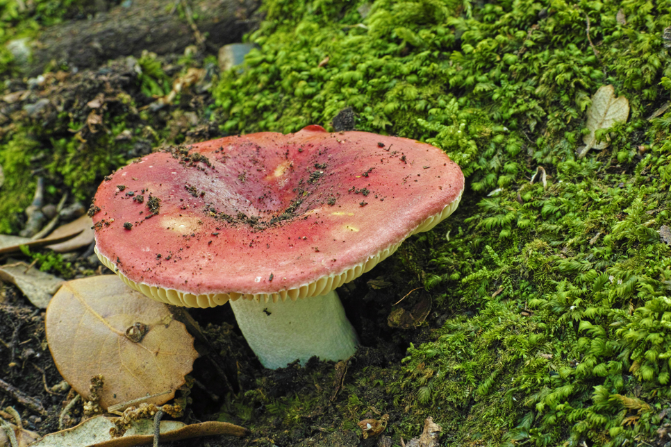 Bloody brittlegill fungus - Shutterstock 966x644.jpg