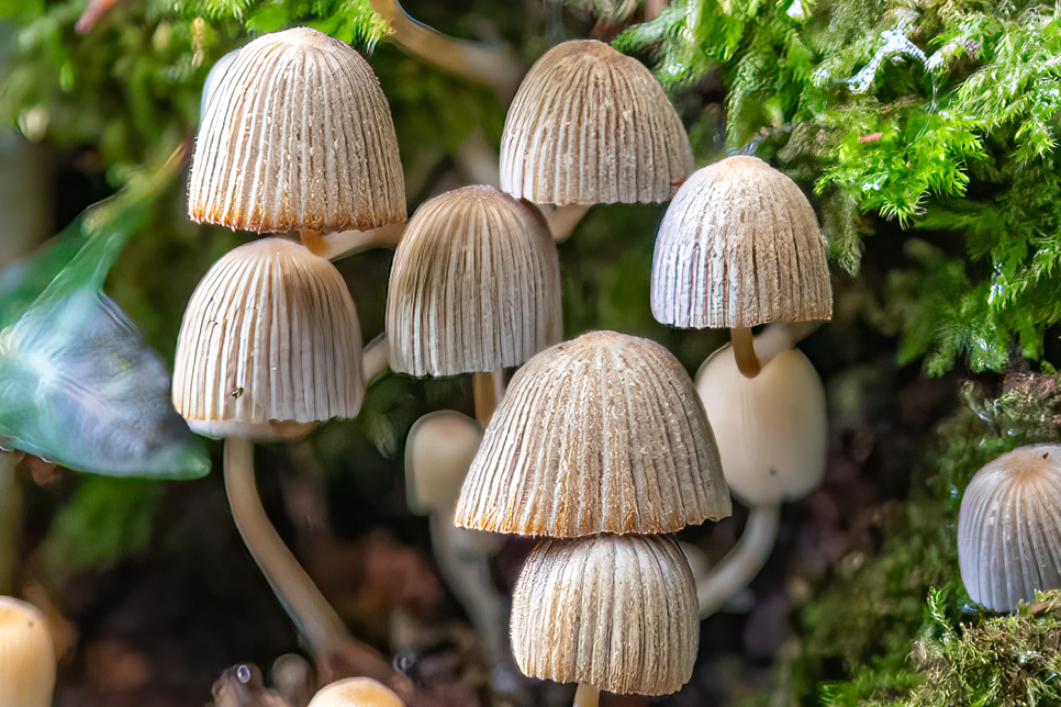 Fairy inkcap fungus - Shutterstock 966x644.jpg
