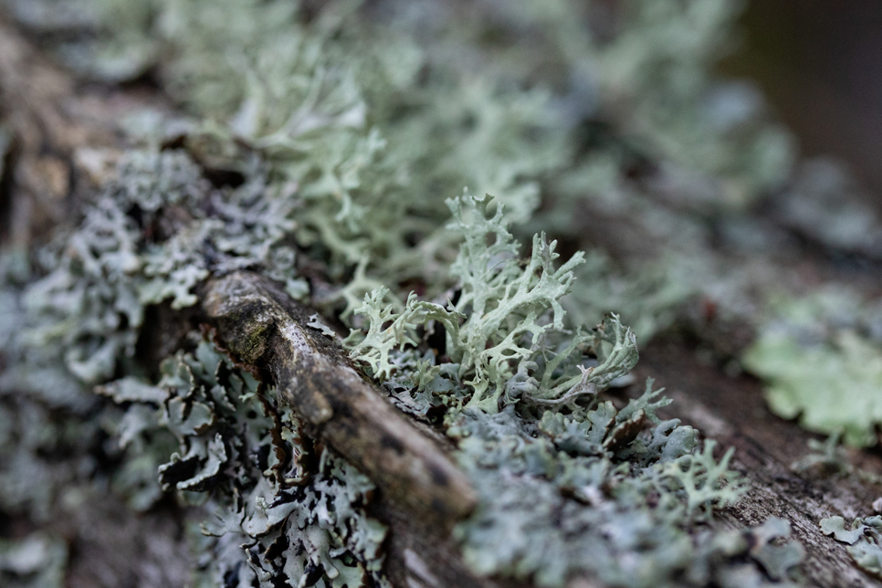 Lichen fungus organism - WWT stock 966x644.jpg