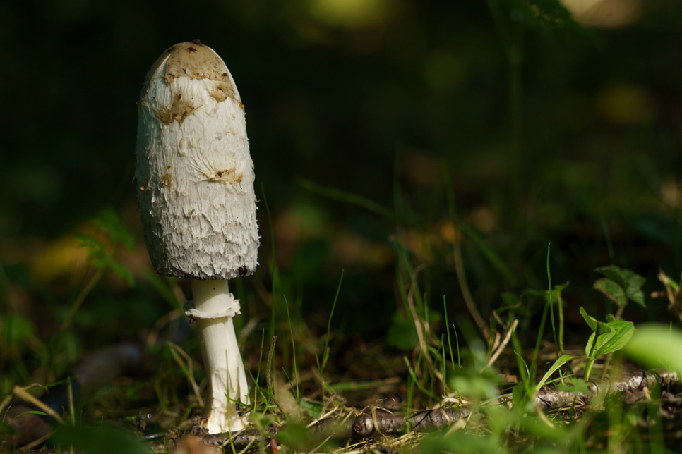 Shaggy inkcap fungus - Shutterstock 966x644.jpg