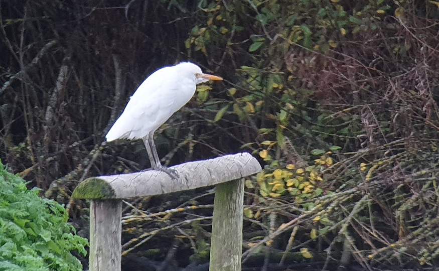 Look out for Cattle Egrets