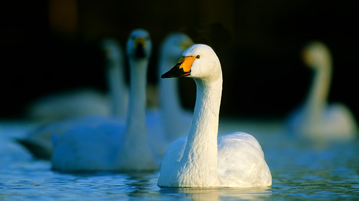 Evening with the Swans