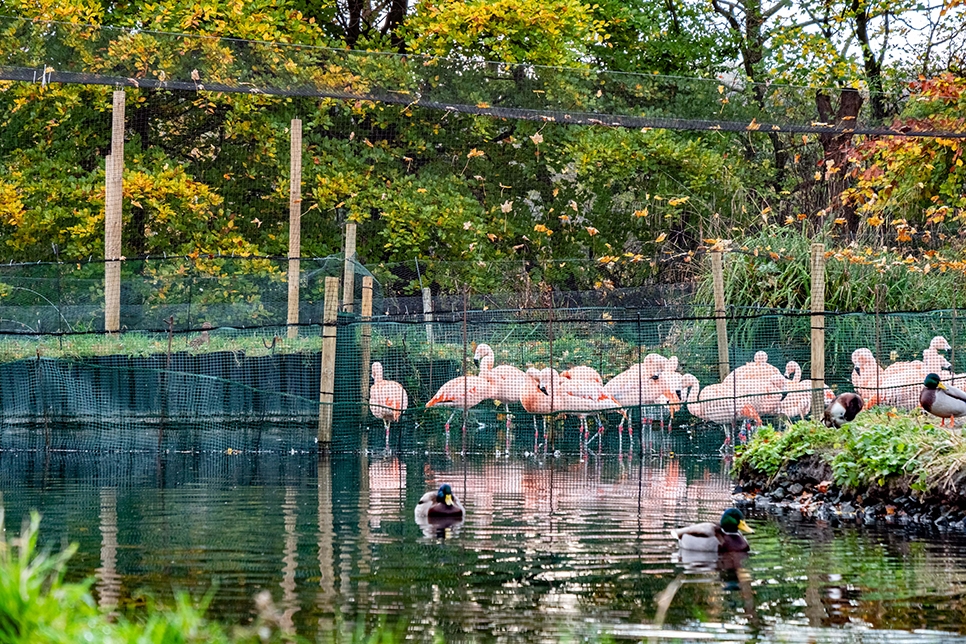 Flamingo flock in aviary - Ian H Nov22 - 966x644.jpg