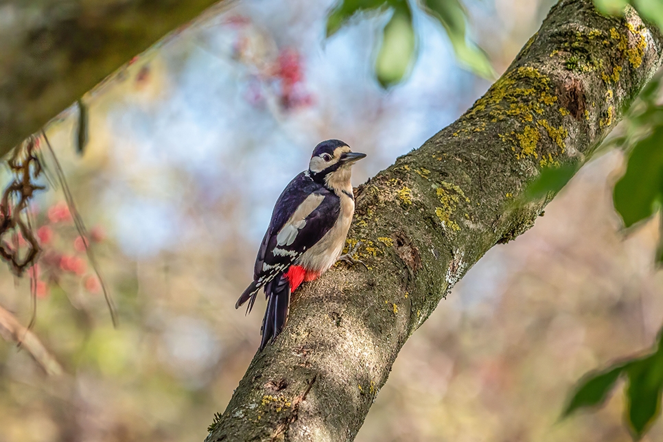 Wildlife Sightings 09/08/2024