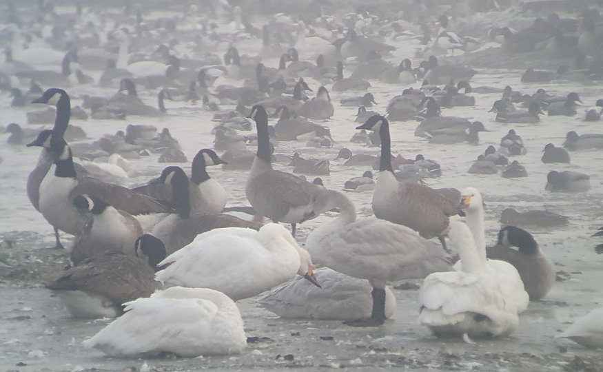 January 2023 Wetland Birds Survey (WeBS) and other observations