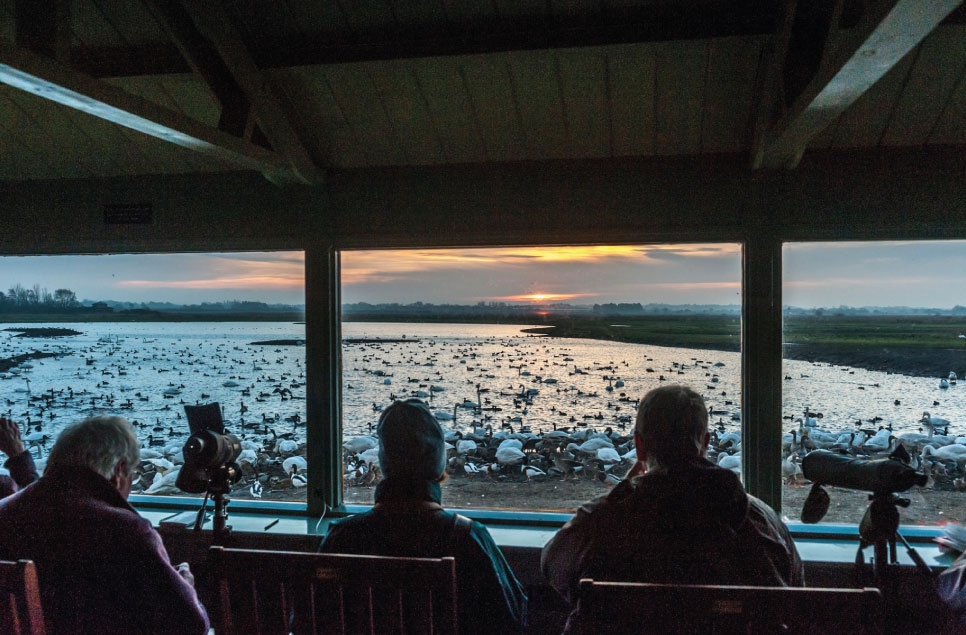 Exclusive after-hours floodlit swan evenings at Martin Mere