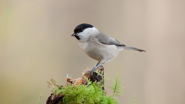 Wildlife at Washington Wetland Centre