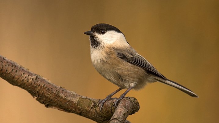 Willow Tit Project