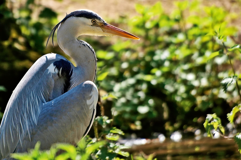 Wildlife Sighting - 16/05/2023