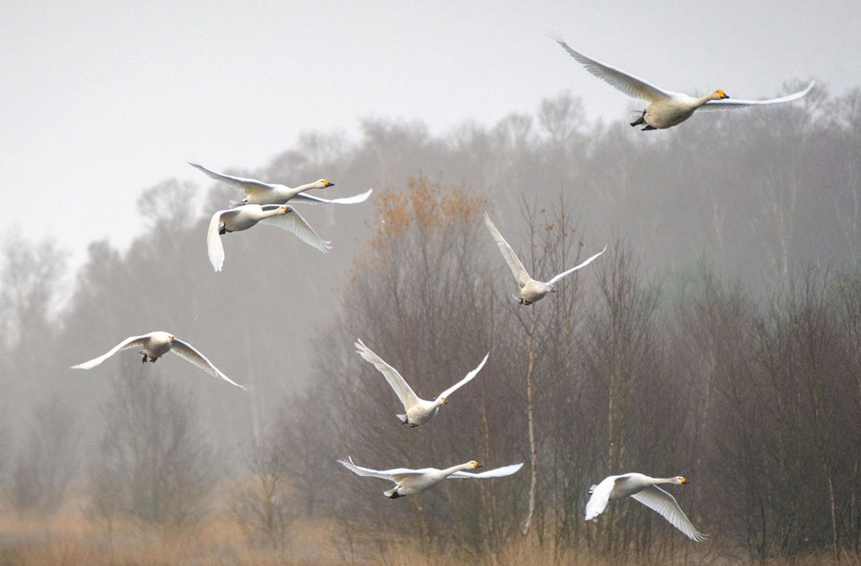 Protecting the world’s wetlands – milestone lead shot ban comes into force