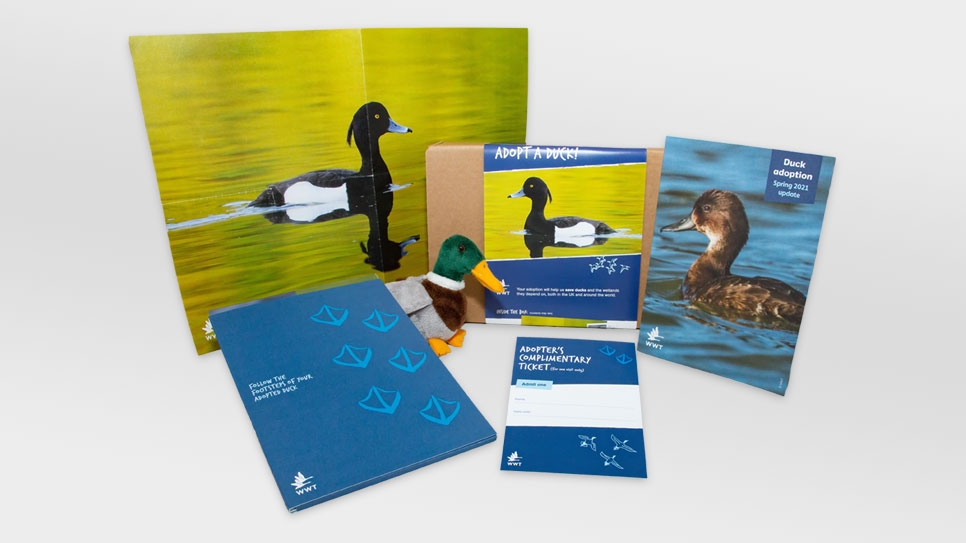 Adopt a duck | WWT