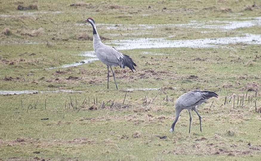 Cranes getting going