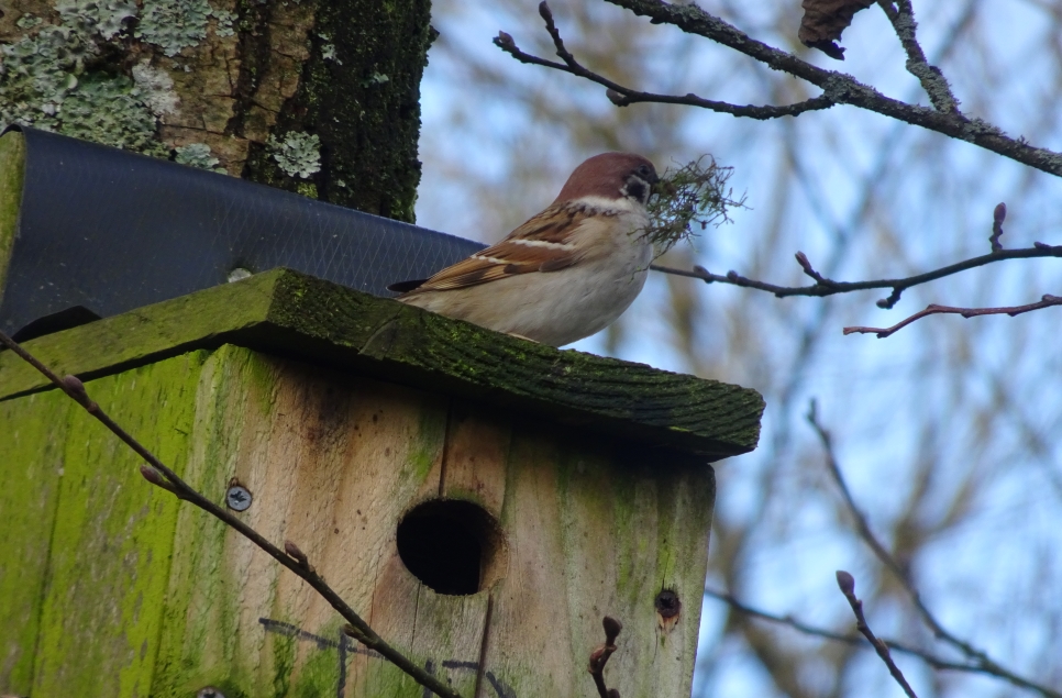 Species spotlight - Tree sparrow