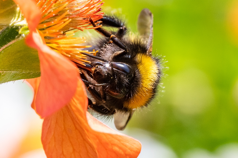 Bee on flower - John Preston 966x644.jpg