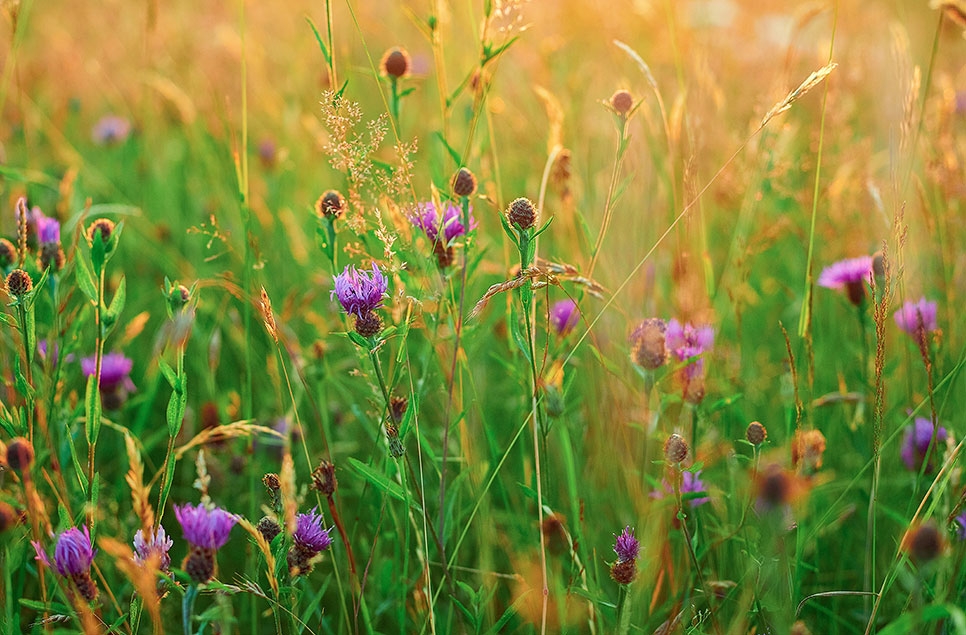 Flourishing Floodplains project celebrates project successes