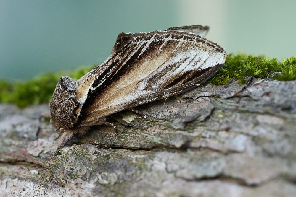 Moth Species List - 29/10/2024