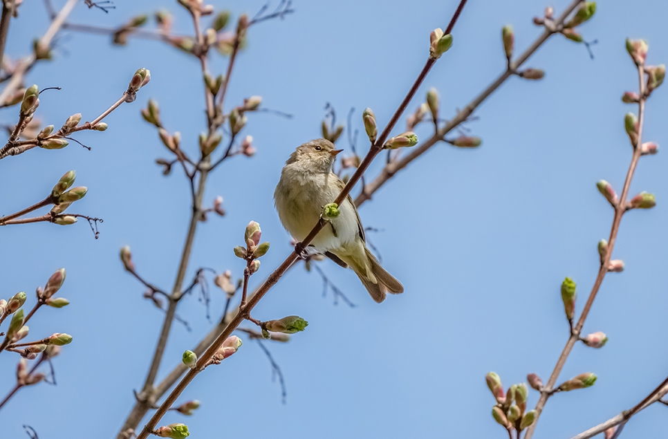 Wildlife Sightings 31/01/2026