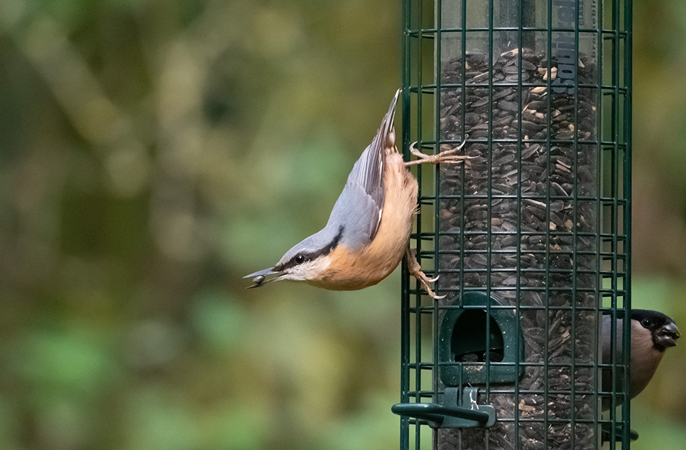 Wildlife Sightings 08/06/2023