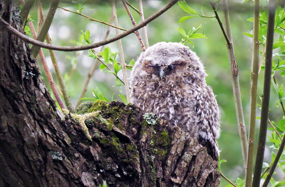tawny owlet web.jpg