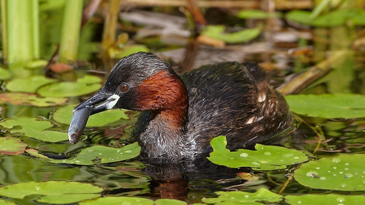 A little grebe on a lake