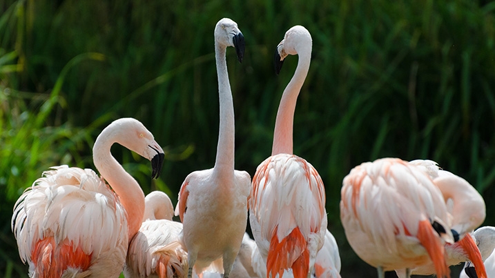 Washington Wetland Centre | WWT