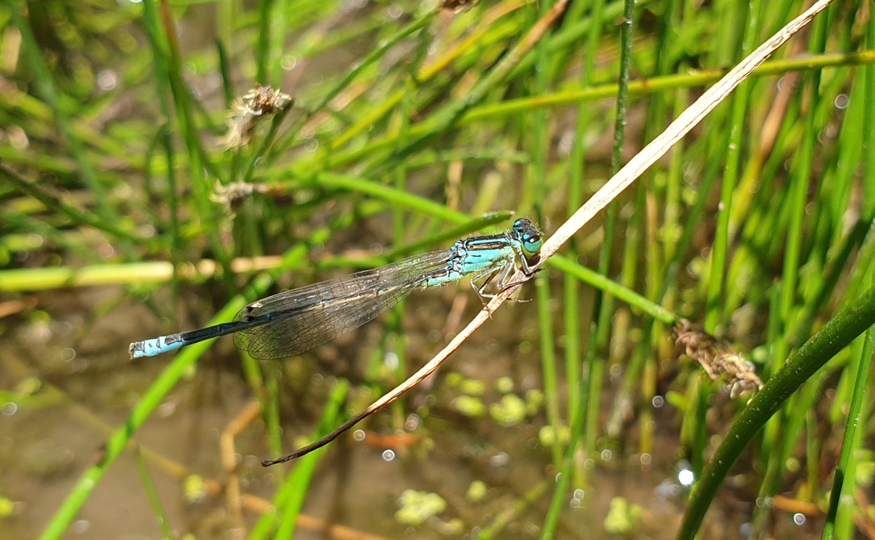 A run of White-spotted Bluethroat sightings and our first Scarce Blue-tailed Damselfly record