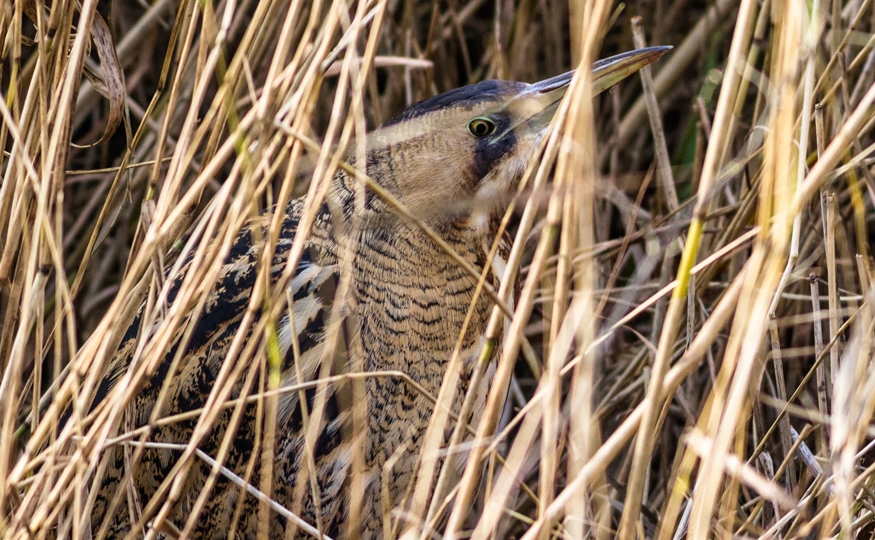 Bittern continues to show well