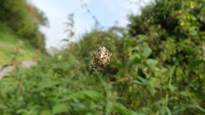 garden spider and web.jpg