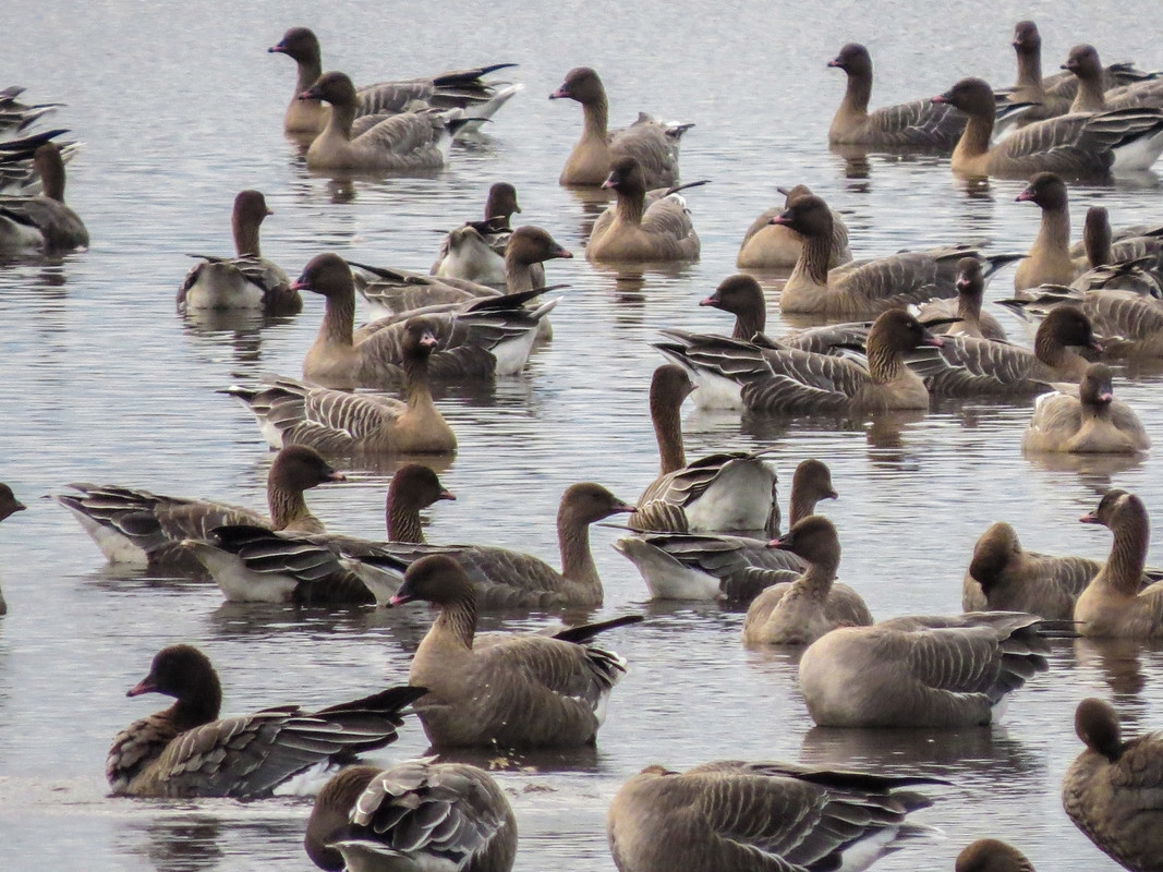 Canada geese arrive outlet uk