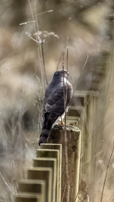 sparrowhawk credit Alex Hillier (16).jpg