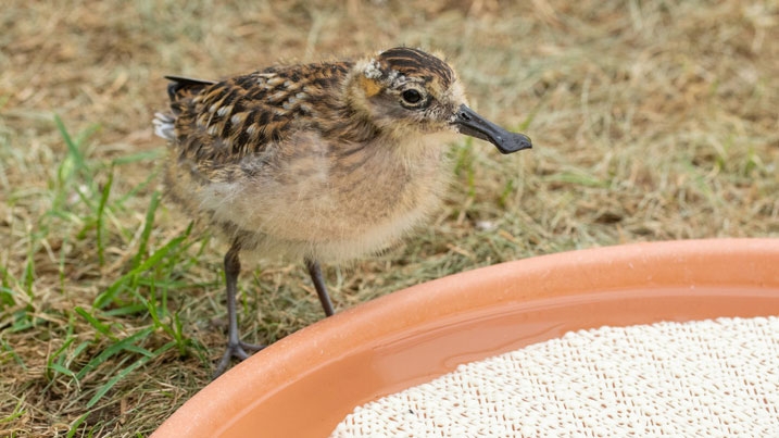 A spoonie fledgling approaching a bowl of water