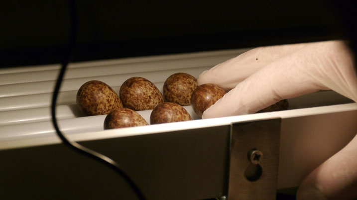 Six spoonie eggs in an incubator being checked by a human hand in a glove