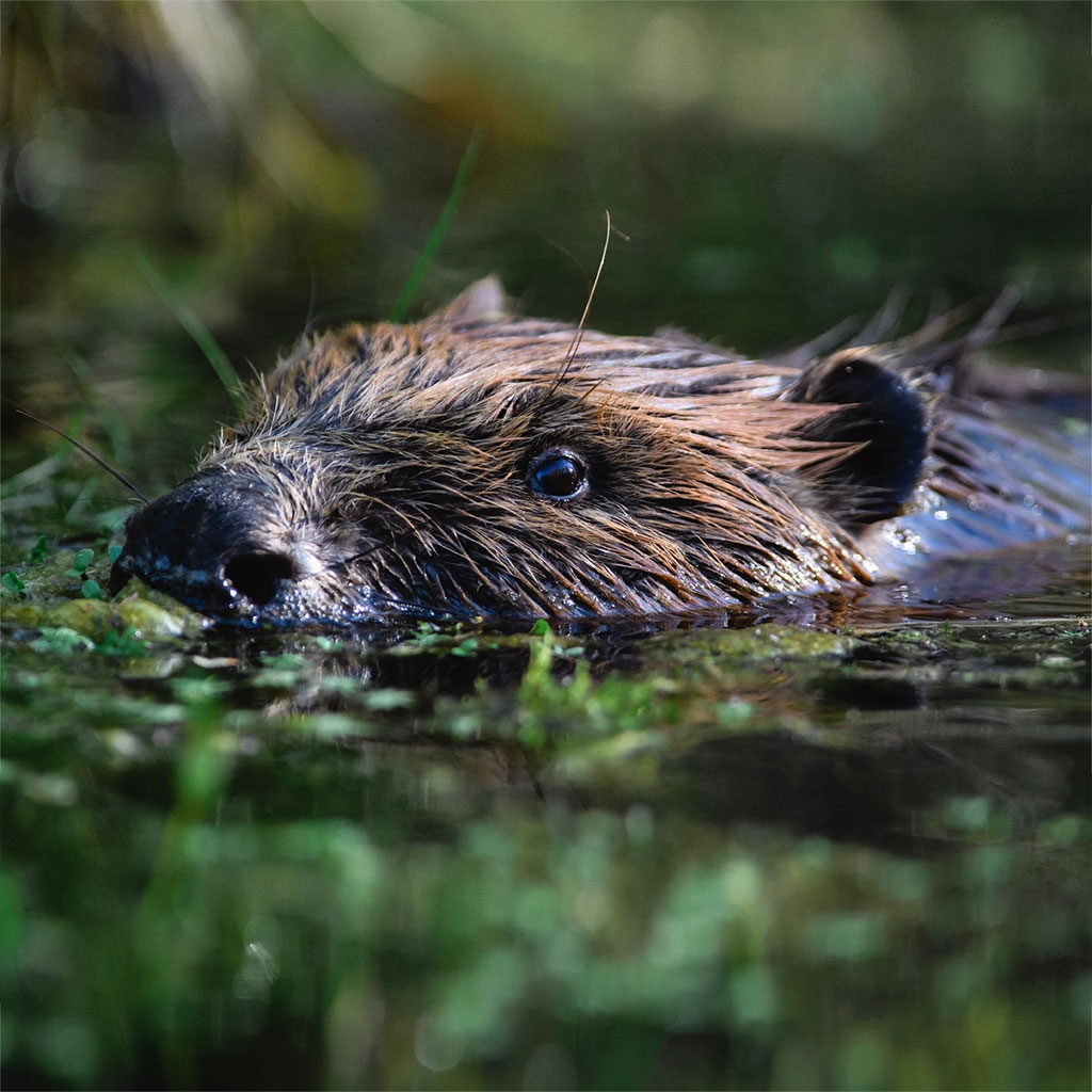 European Beaver swimming
