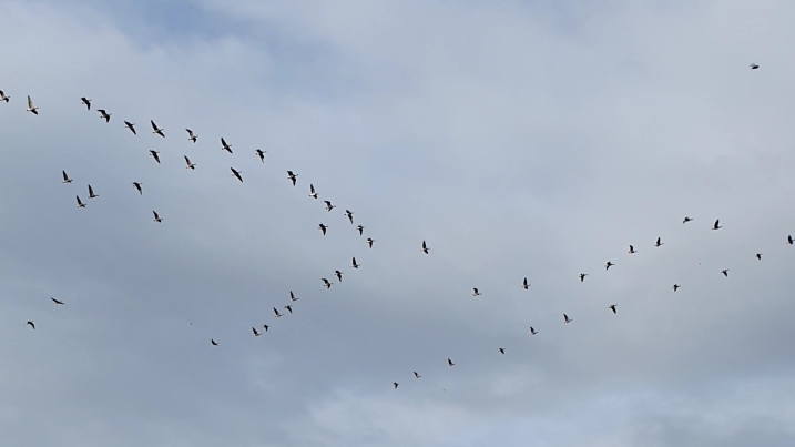 geese over newfield hide.jpg