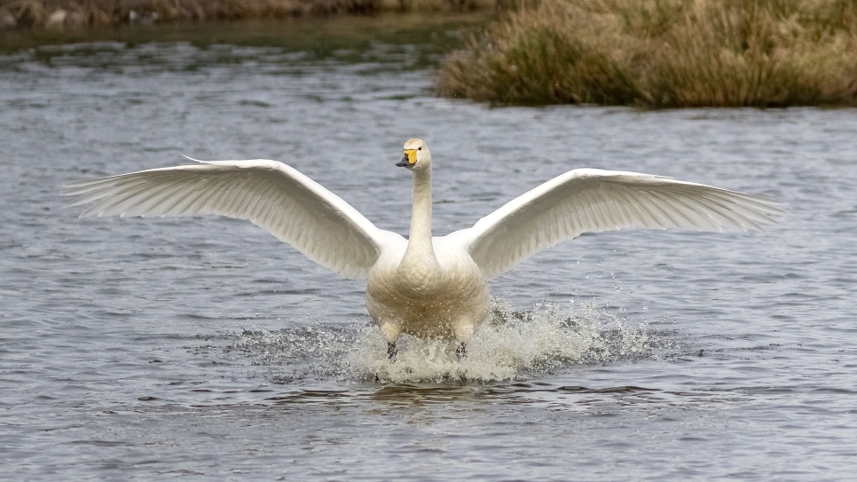 Whooper Swan Update!