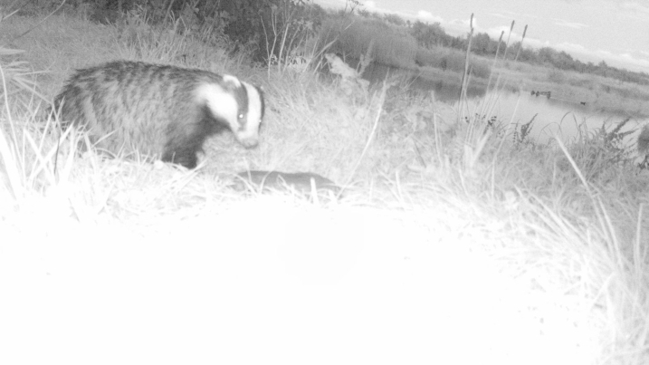 badger camera trap.jpg