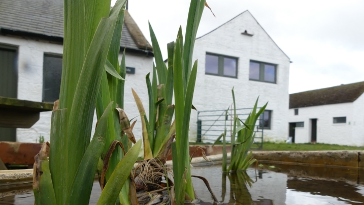 container pond with iris stems.jpg