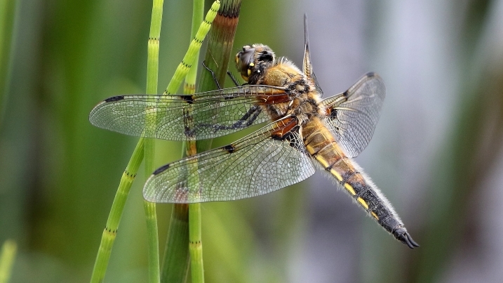 Four-spotted Chaser - credit Andrina Laidler.jpg